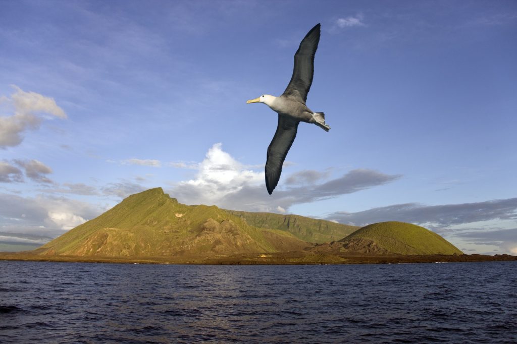Black-browed Albatross flying near the Ecuador Volcano on Isabella Island in the Galapagos Islands